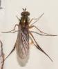 Dolichopus sp.